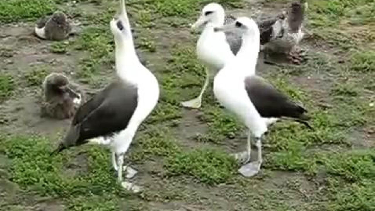 Streaming Suara Burung Bangau Lucu Vidio