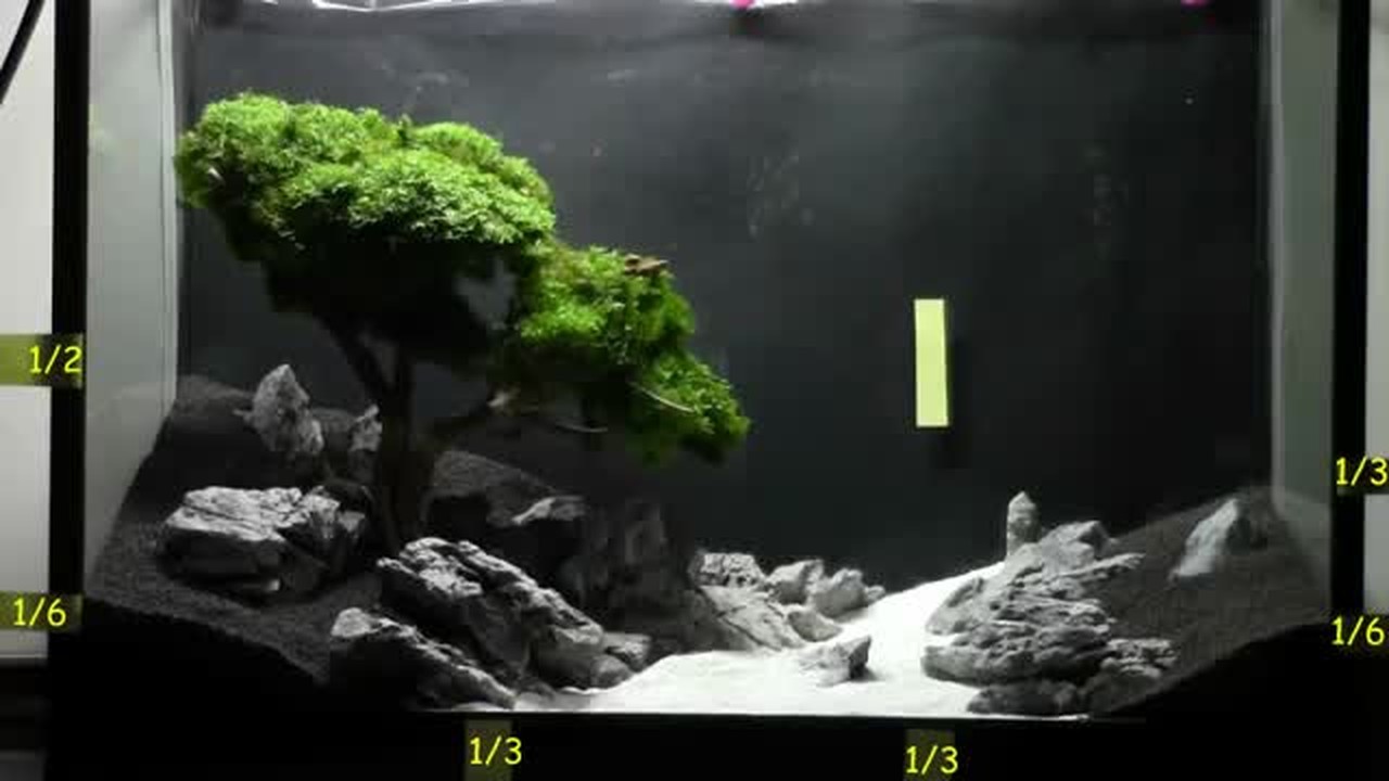 Streaming Cara Membuat Bonsai Aquarium Keren Vidio com