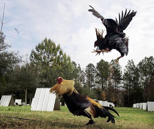 Download 850 Gambar Animasi  Ayam  Sabung  HD Gratis Gambar 
