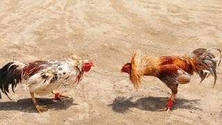 Video Sabung Ayam Pukul Mati Kumpulan Video Terbaru Vidio