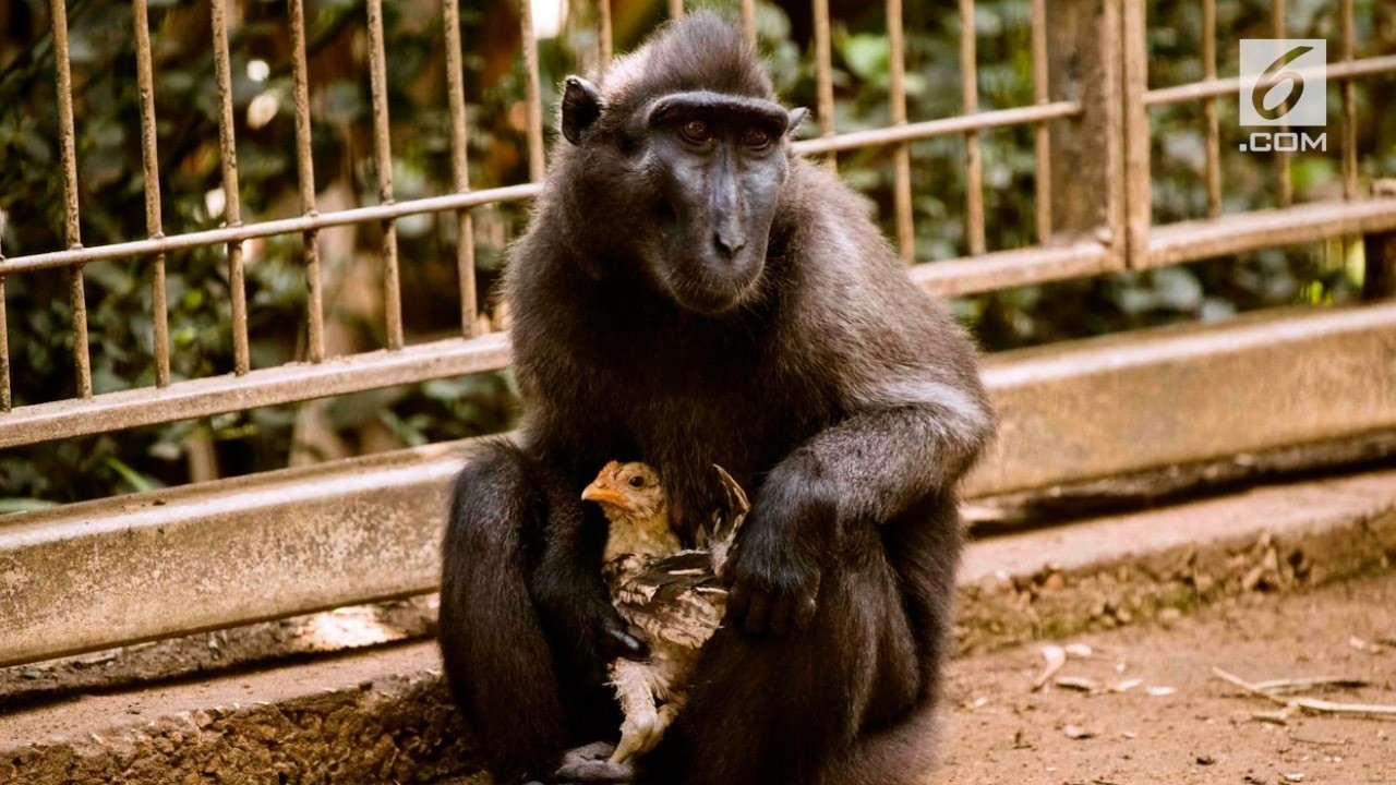 Koleksi Gambar Lucu Ayam Monyet - Tamatravel