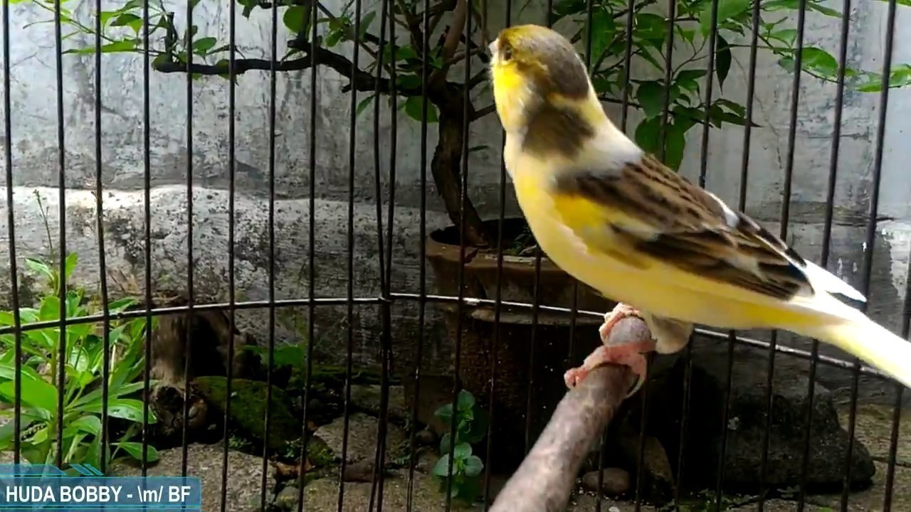 Tips Merawat Burung Kenari Harian Biar Slalu Sehat Gacoorrrr