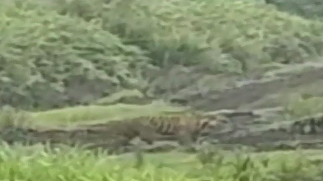 Unduh 91 Koleksi Gambar Harimau Lari Terbaik Gratis