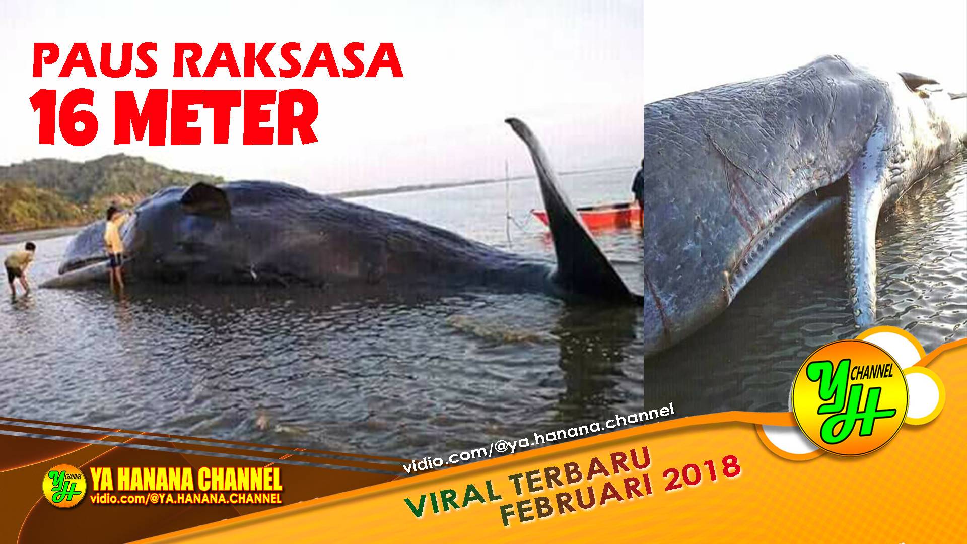 Ikan Paus Raksasa 16 Meter Terdampar Di Pantai Tampobatu Bombana Sultra Tubuhnya Penuh Luka Dampit Tv Vidio