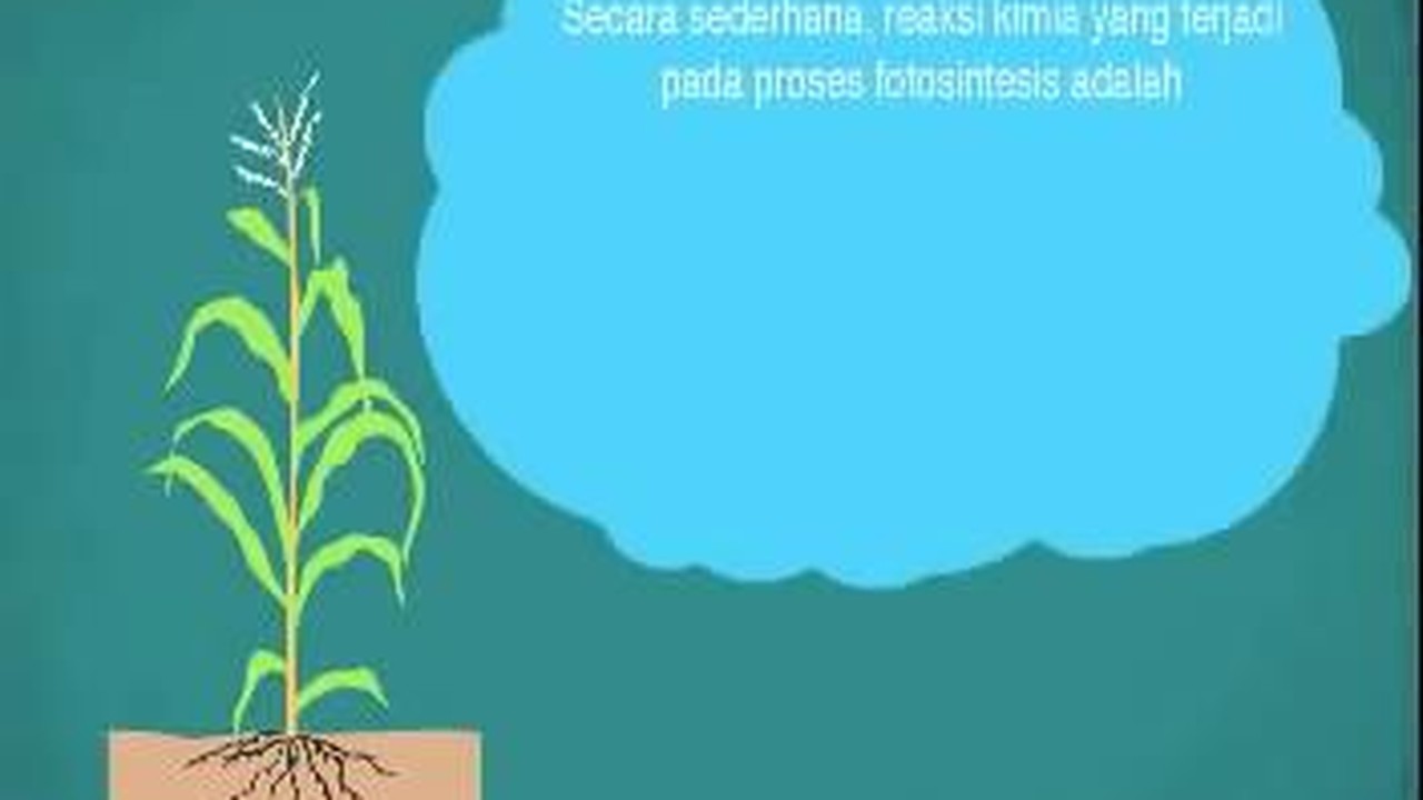 Streaming Proses Fotosintesis Pada Tumbuhan Vidio Com