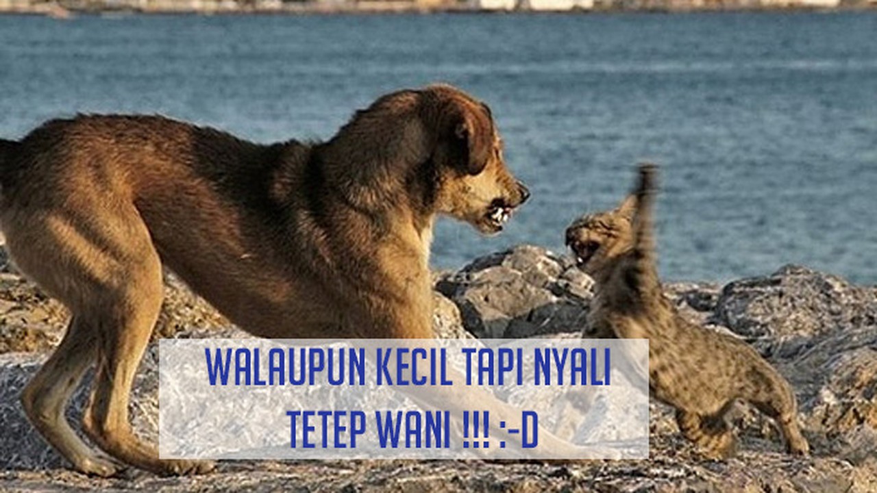 Streaming Kucing  Vs  Anjing  Ternyata Anjing  Ketakutan 