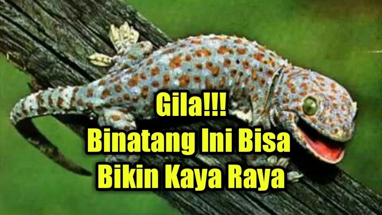 tokek paling besar