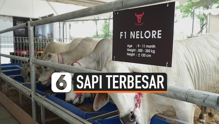 Nonton Video sapi terbesar Terbaru - Vidio.com