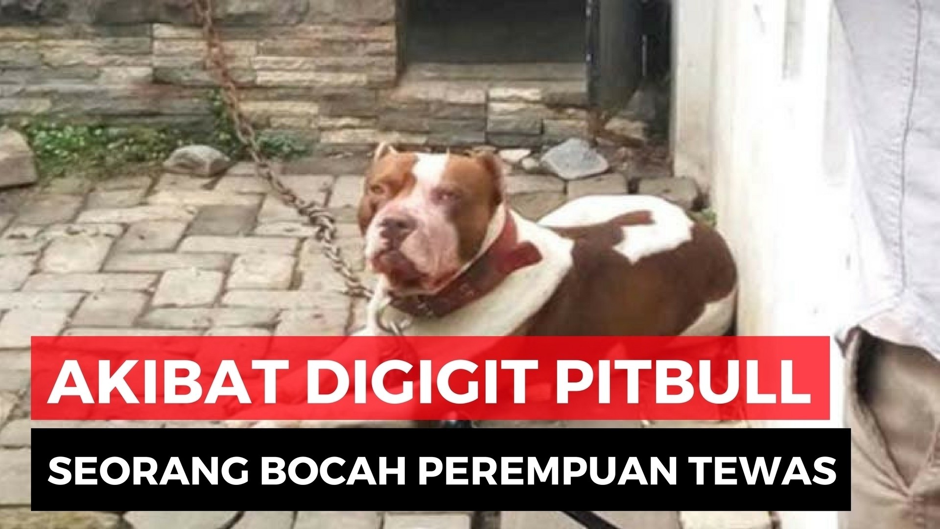 Streaming Bocah Tewas Digigit Anjing Pitbull Peliharaan Orang Tuanya Vidio Com